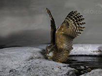  Výr Blakistonův  Blakiston's fish owl